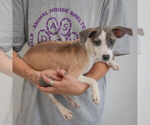 Jazz - Female Italian Greyhound-Shih Tzu Mix Dog for Adoption - Photo #2