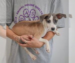 Small Photo #2 Italian Greyhound-Shih Tzu Mix Puppy For Sale in Huntley, IL, USA