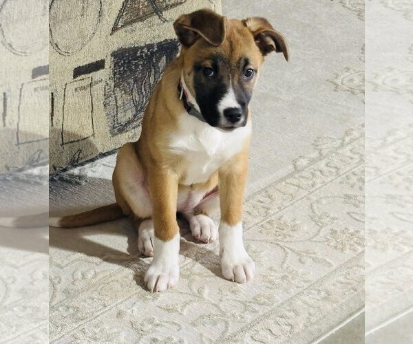 Medium Photo #11 Shepradors Puppy For Sale in Princeton, MN, USA