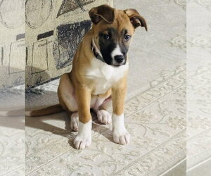 Fumie - Female Shepradors Dog for Adoption - Photo #11