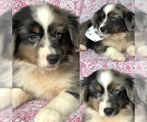 Miniature Australian Shepherd Puppy for sale in LAKE BUTLER, FL, USA