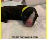 Small Photo #8 Boxer Puppy For Sale in WILMINGTON, NC, USA