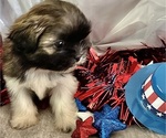 Small #5 Shih Tzu