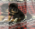Small Photo #3 Rottweiler Puppy For Sale in WINDSOR, ME, USA