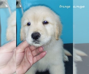 English Cream Golden Retriever Puppy for sale in CLANTON, AL, USA