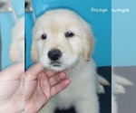 Image preview for Ad Listing. Nickname: Orange AKC