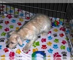 Small #4 Schnoodle (Miniature)