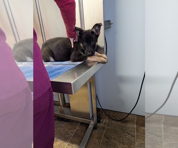 Medium Photo #7 German Shepherd Dog Puppy For Sale in ESSEX, IL, USA