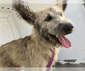 Mutt Dogs for adoption in Stockton, CA, USA