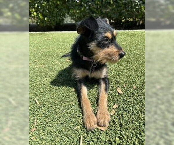 Medium Photo #7 Mutt Puppy For Sale in Corona, CA, USA