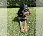 Small #6 Mutt