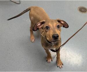 Chinese Shar-Pei-German Shepherd Dog Mix Dogs for adoption in Denver, CO, USA