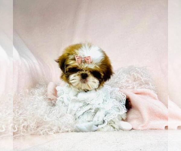 Medium Photo #5 Shih Tzu Puppy For Sale in DACULA, GA, USA