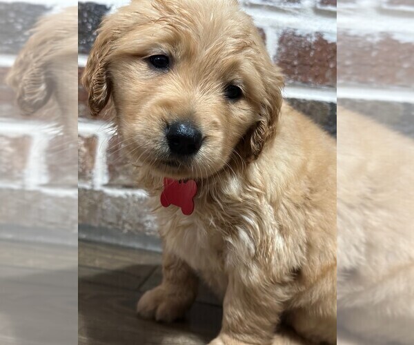Medium Photo #1 Golden Retriever Puppy For Sale in EVERGREEN, AL, USA