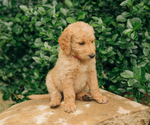 Small Photo #28 Goldendoodle Puppy For Sale in PECK, KS, USA