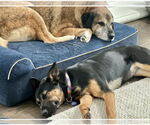 Small #4 Anatolian Shepherd Mix
