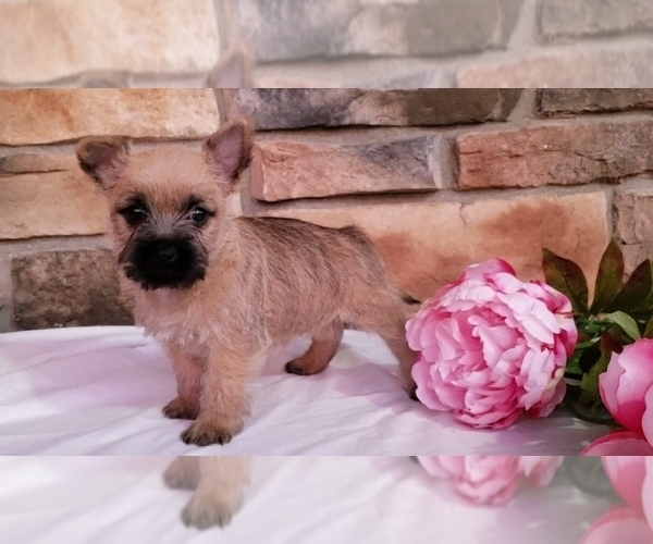 Medium Photo #5 Cairn Terrier Puppy For Sale in SUGARCREEK, OH, USA