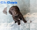 Puppy Chewie Golden Retriever-Miniature Australian Shepherd Mix