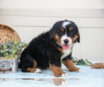 Small Photo #11 Bernese Mountain Dog Puppy For Sale in BIRD IN HAND, PA, USA