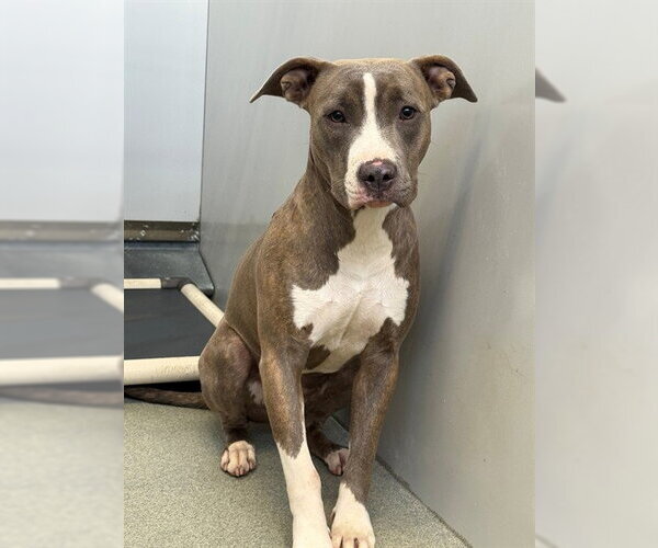 Medium Photo #1 Mutt Puppy For Sale in Fayetteville, NC, USA