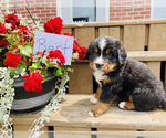 Puppy Bert Bernese Mountain Dog