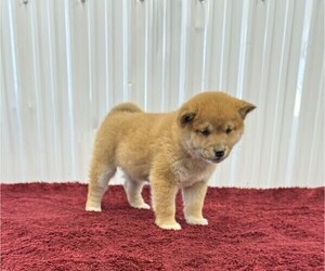 Shiba Inu Puppy for sale in CURTISS, WI, USA