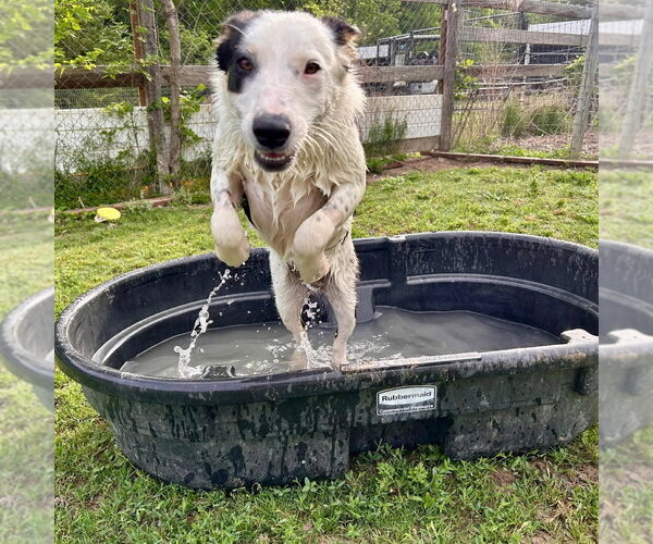 Medium Photo #4 Border Collie-Unknown Mix Puppy For Sale in Canton, CT, USA