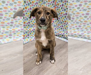 Australian Shepherd-Unknown Mix Dogs for adoption in Attalka, AL, USA