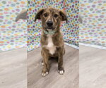 Small Australian Shepherd Mix