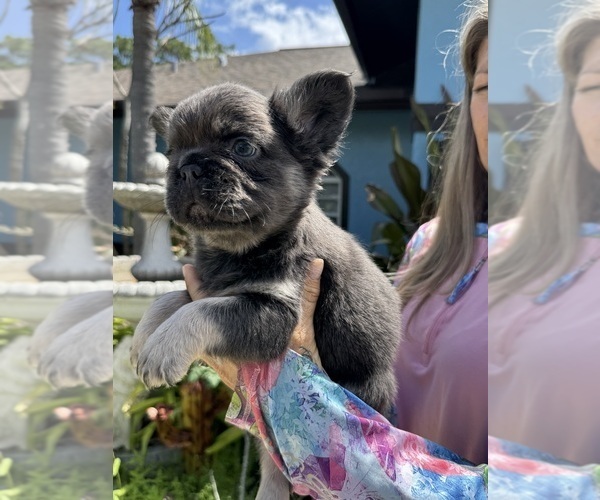 Medium Photo #2 French Bulldog Puppy For Sale in LEHIGH ACRES, FL, USA