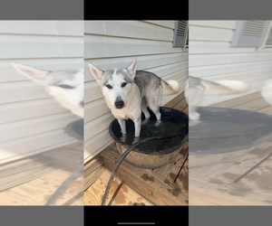 Siberian Husky Puppy for sale in LEXINGTON, NC, USA