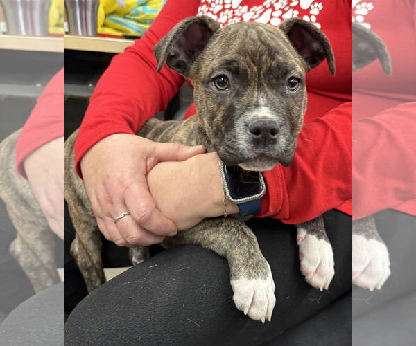 Medium Photo #4 Mutt Puppy For Sale in Clarkston, MI, USA