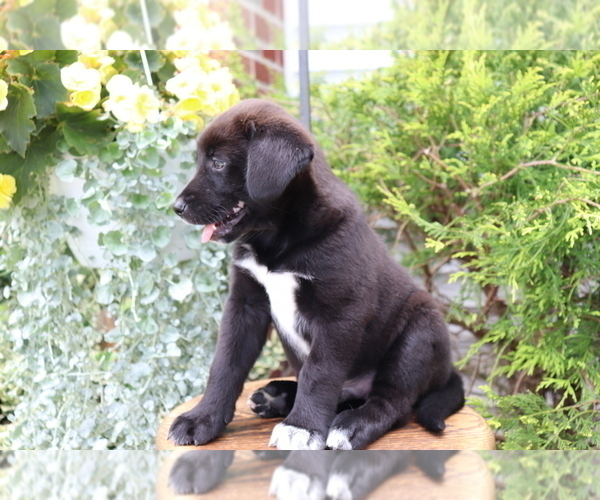 Medium Photo #2 Akita-Labrador Retriever Mix Puppy For Sale in SHILOH, OH, USA