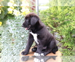 Small Photo #2 Akita-Labrador Retriever Mix Puppy For Sale in SHILOH, OH, USA