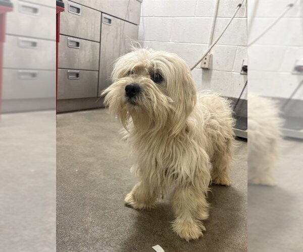 Medium Photo #1 Lhasa-Poo Puppy For Sale in Forestville, MD, USA