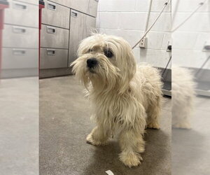 Lhasa-Poo Dogs for adoption in Forestville, MD, USA