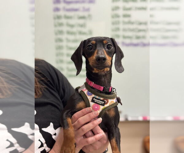 Medium Photo #1 Dachshund Puppy For Sale in Mundelein, IL, USA