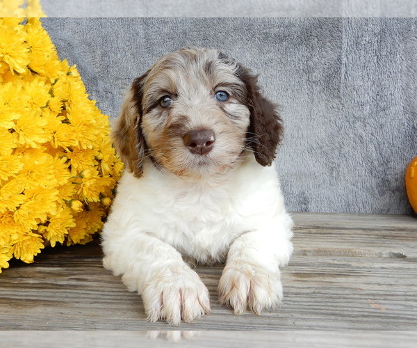 Medium Photo #3 Miniature Labradoodle Puppy For Sale in MILLERSBURG, OH, USA