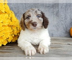 Small #2 Miniature Labradoodle