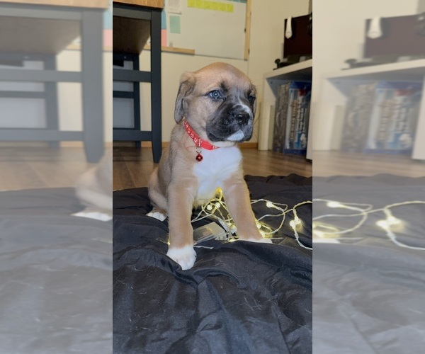 Medium Photo #1 Anatolian Mastiff-Cane Corso Mix Puppy For Sale in VANCOUVER, WA, USA