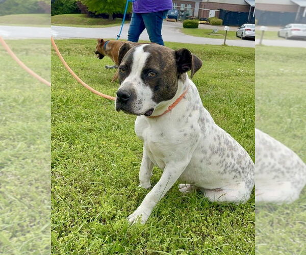 Medium Photo #3 Staffordshire Bull Terrier-Unknown Mix Puppy For Sale in Brewster, NY, USA
