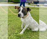 Small #2 Staffordshire Bull Terrier Mix