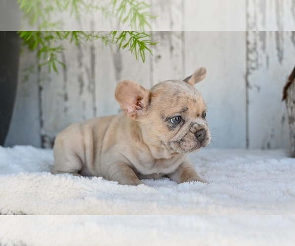 Medium Photo #5 French Bulldog Puppy For Sale in MILLERSBURG, OH, USA