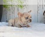Small #4 French Bulldog