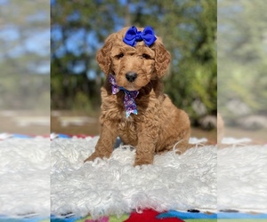 Goldendoodle Puppy for sale in FROSTPROOF, FL, USA
