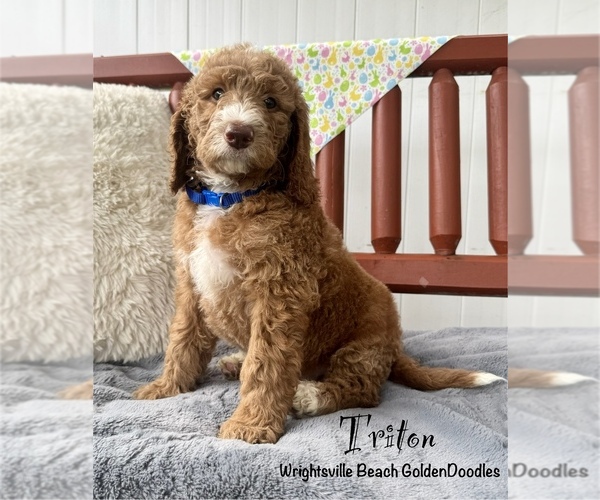 Medium Photo #9 Goldendoodle (Miniature) Puppy For Sale in WILMINGTON, NC, USA