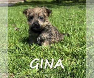 Cairnoodle Puppy for sale in HARTLAND, MN, USA