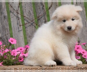 Samoyed Puppy for sale in FREDERICKSBG, OH, USA
