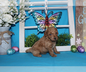 Poodle (Toy) Puppy for sale in CHANUTE, KS, USA