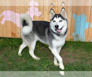 Siberian Husky Dogs for adoption in West Valley, UT, USA